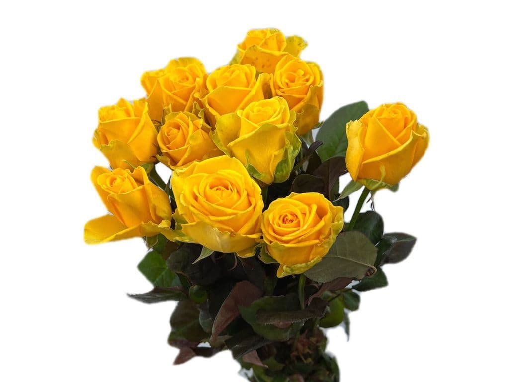 Flowers - Local Rose Yellow bouquet (12 stems)