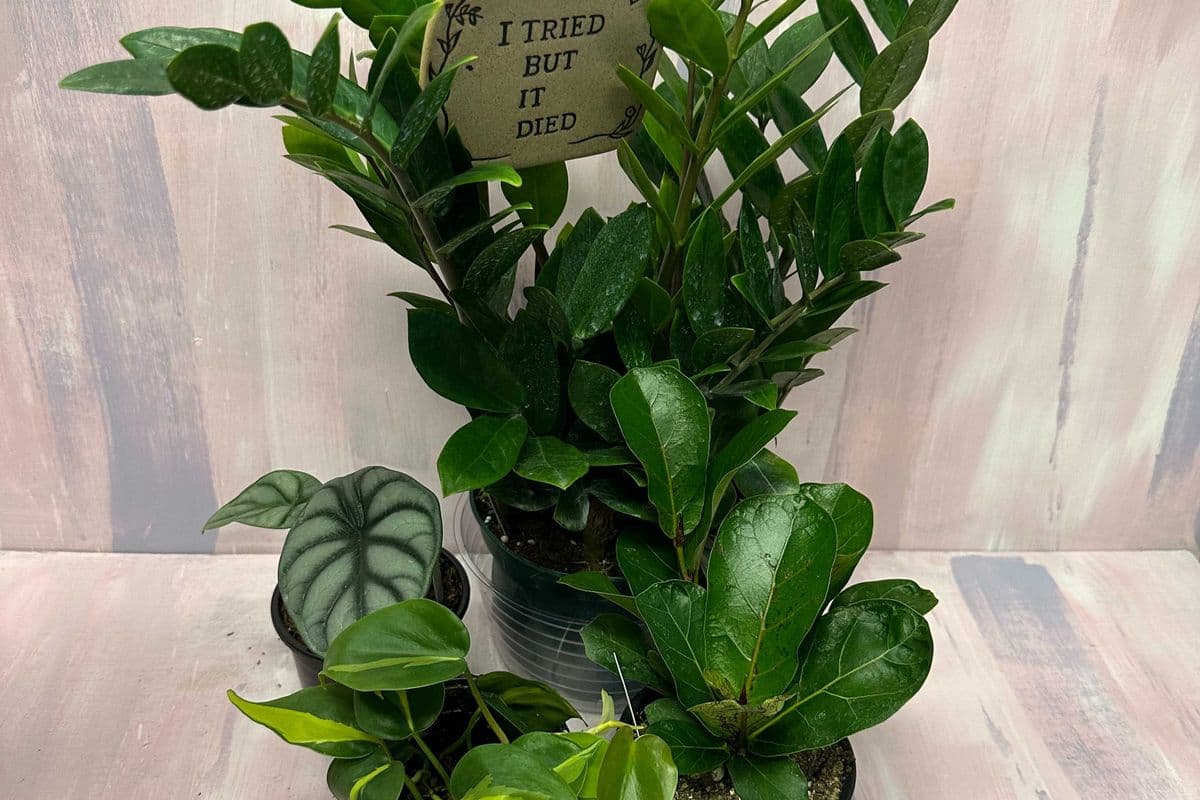 Plant Lovers Paradise Bundle (growTH)