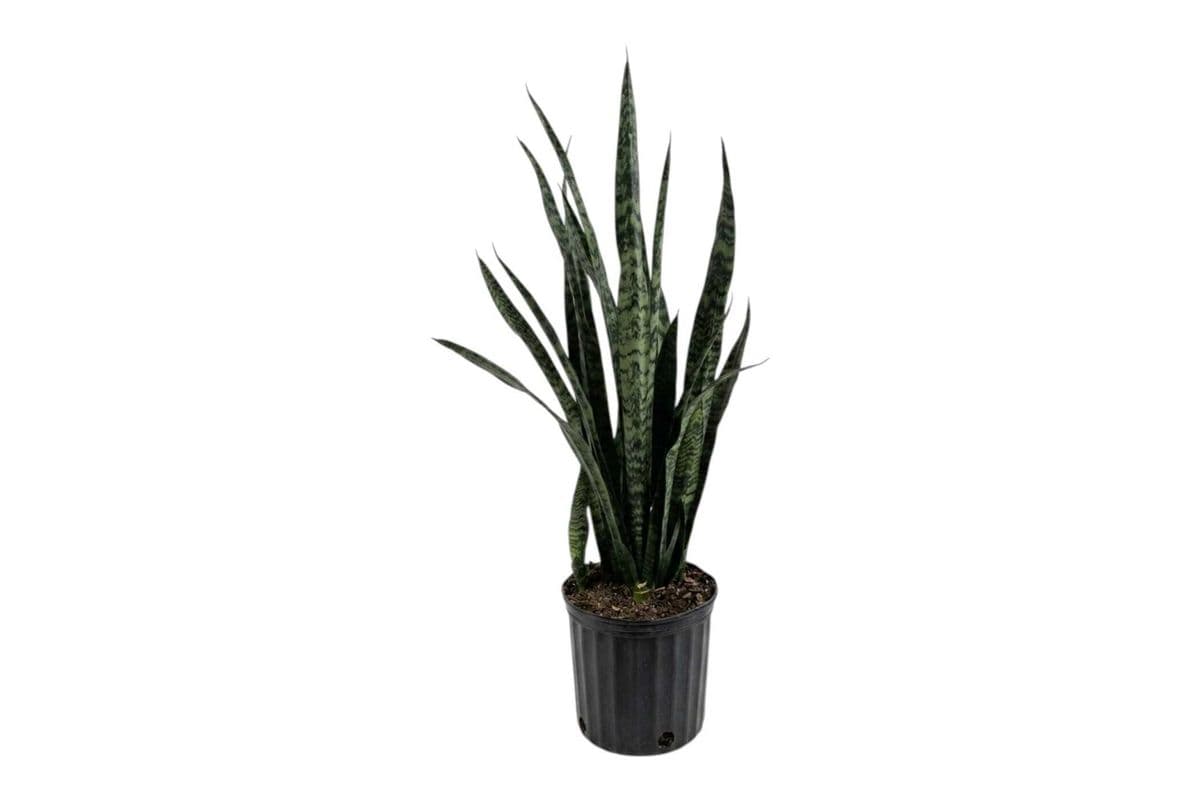 Green Snake Plant - 10 Inch Pot