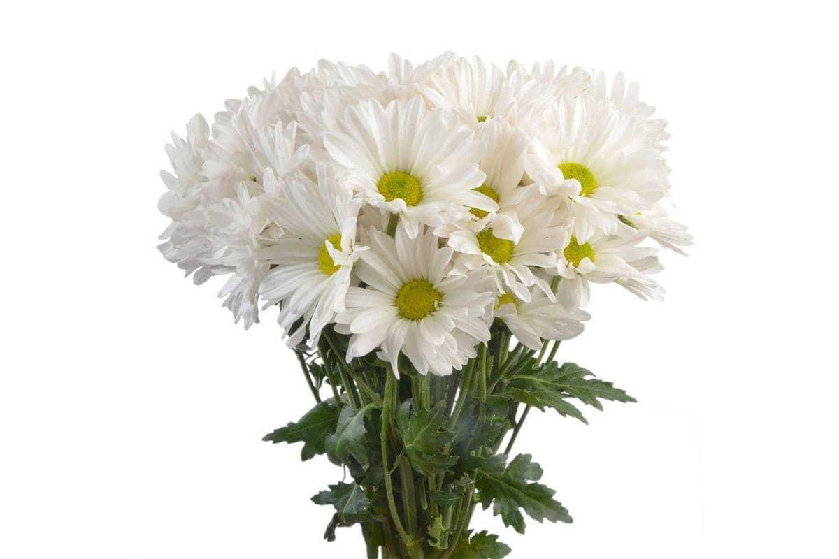 Daisy assorted colors 3 stems