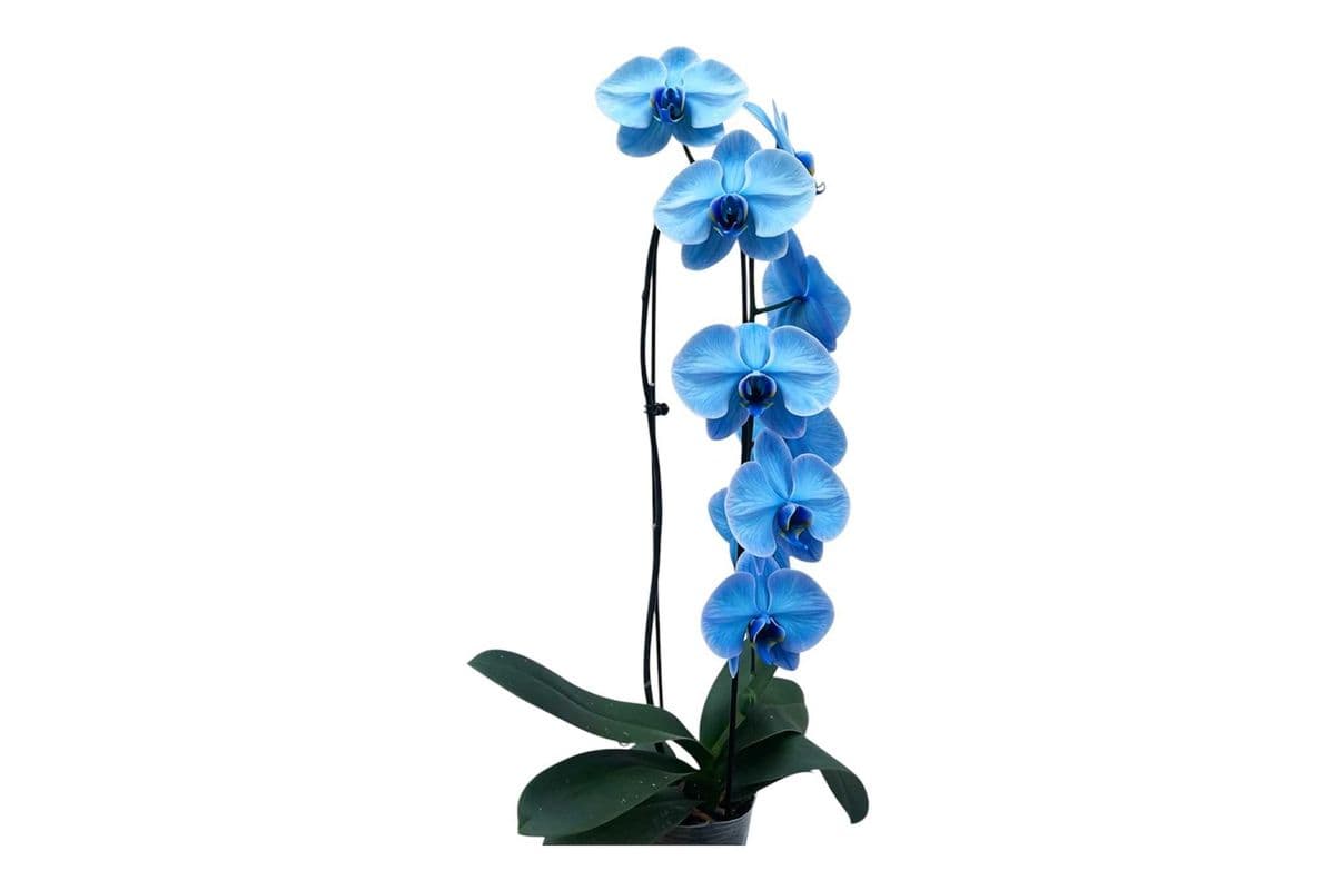 Blue Infused Cascading Orchid - 5 Inch Pot