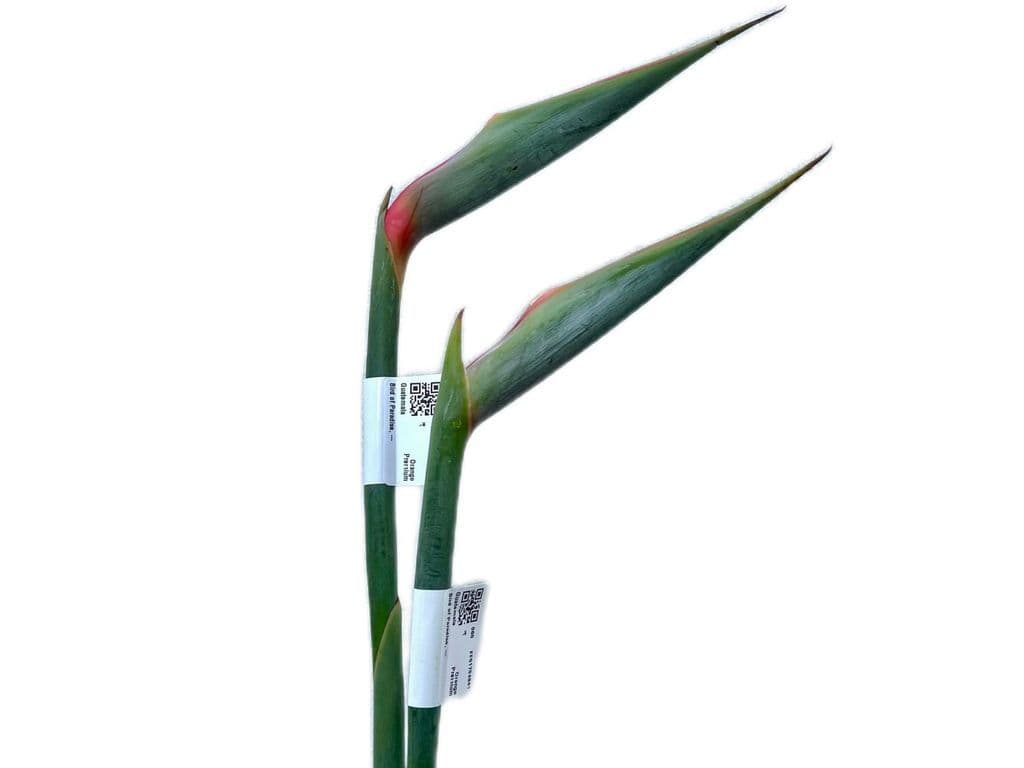 Flowers - Bird of paradise bouquet (2pc)