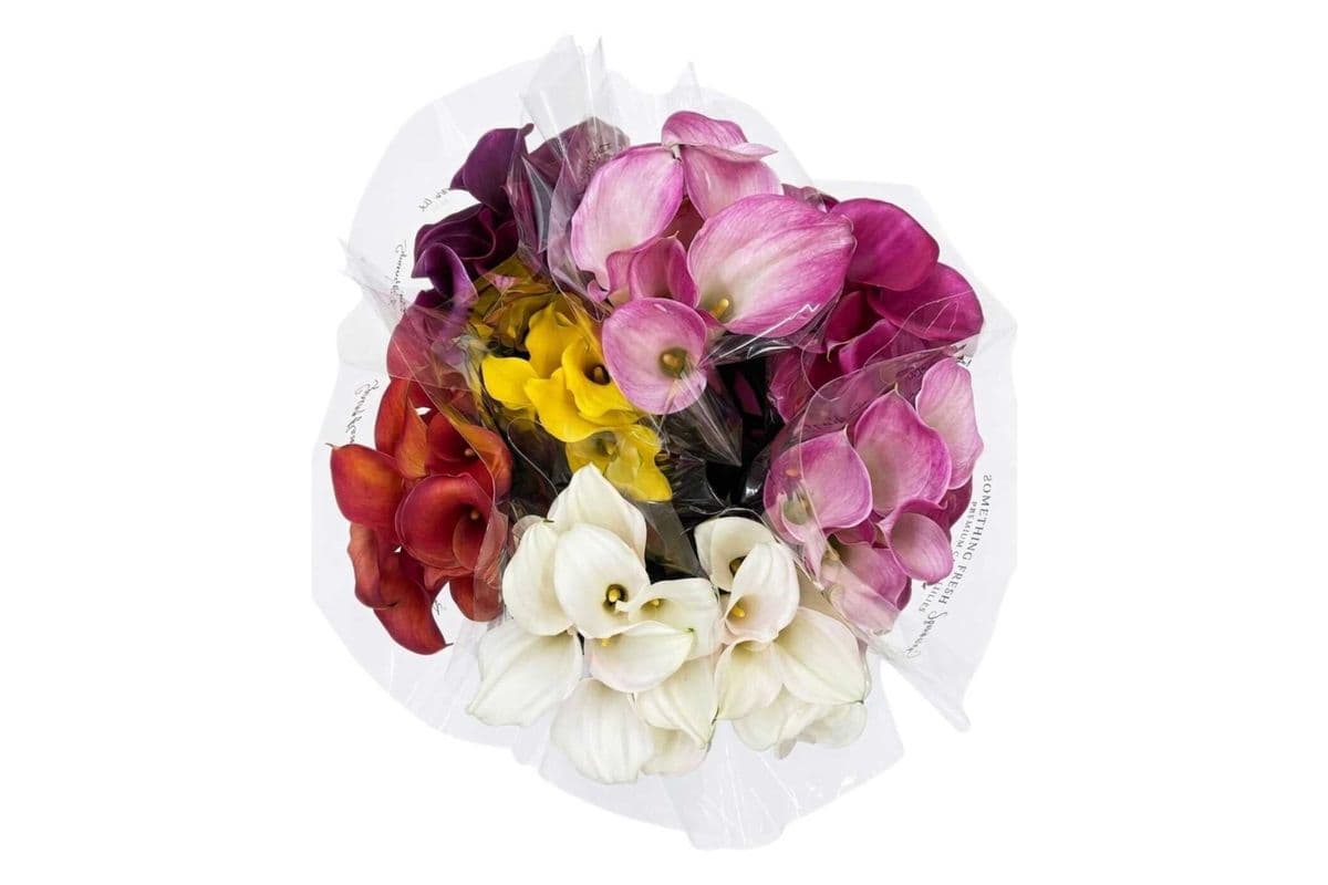 Calla Lily Mini - 10 Stems