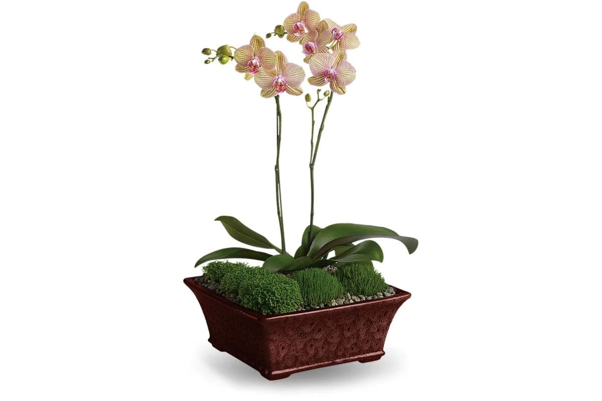 Divine Orchid