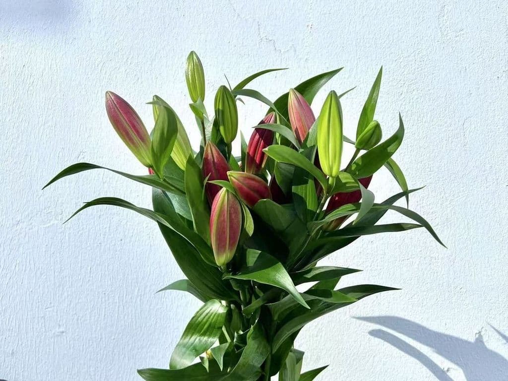 Flowers - Local Lilies red bouquet (5 stems)