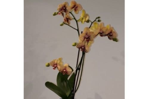 Orchidée / Orchid