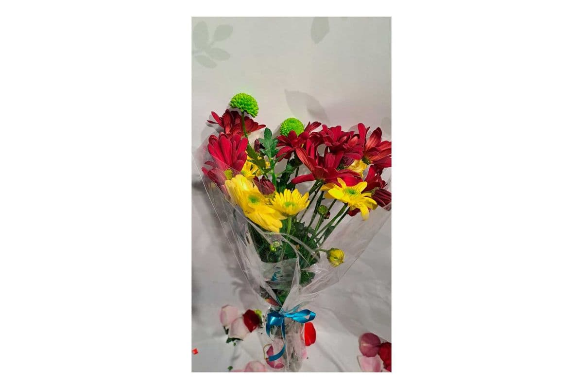 Chrysanthemum (Mums, Daisy) Assorted Colours