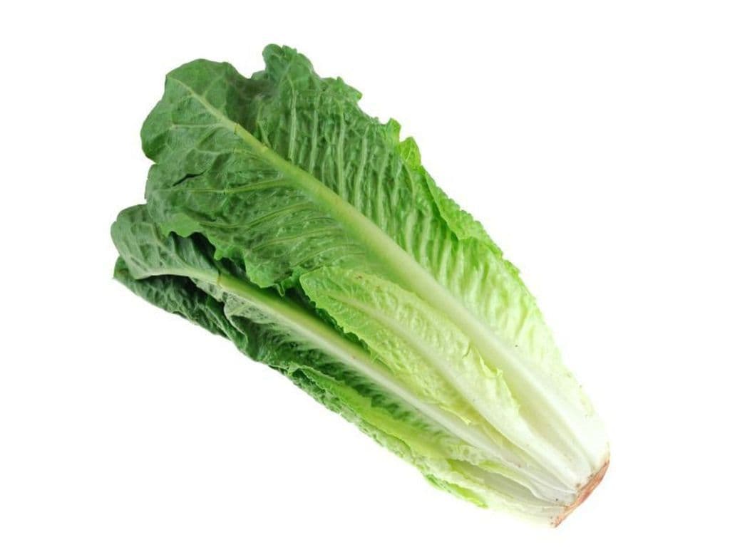 Lettuce