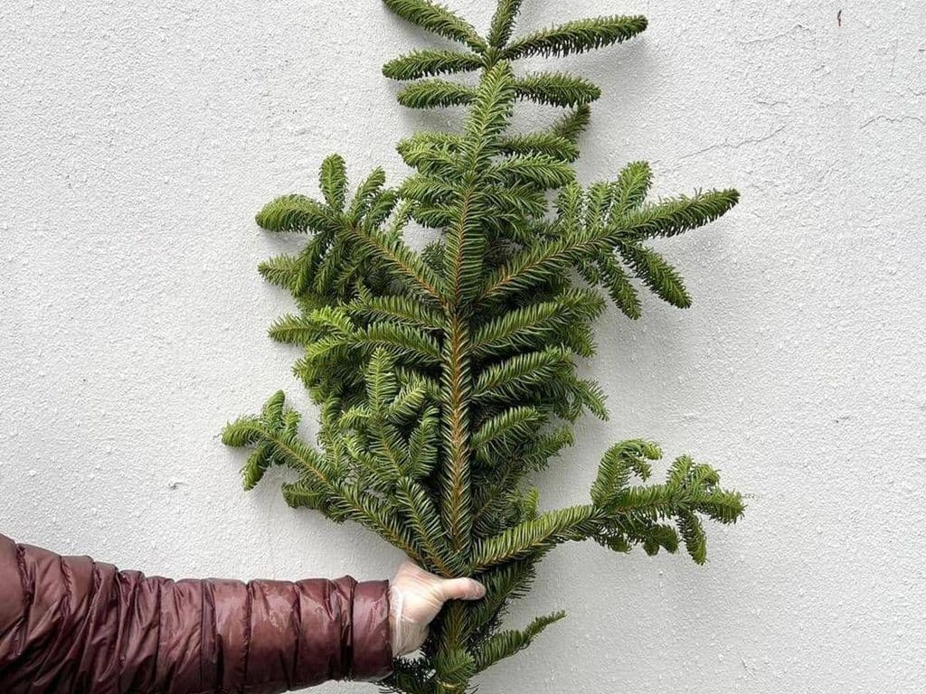 Flowers - Noble Fir (5 stems)