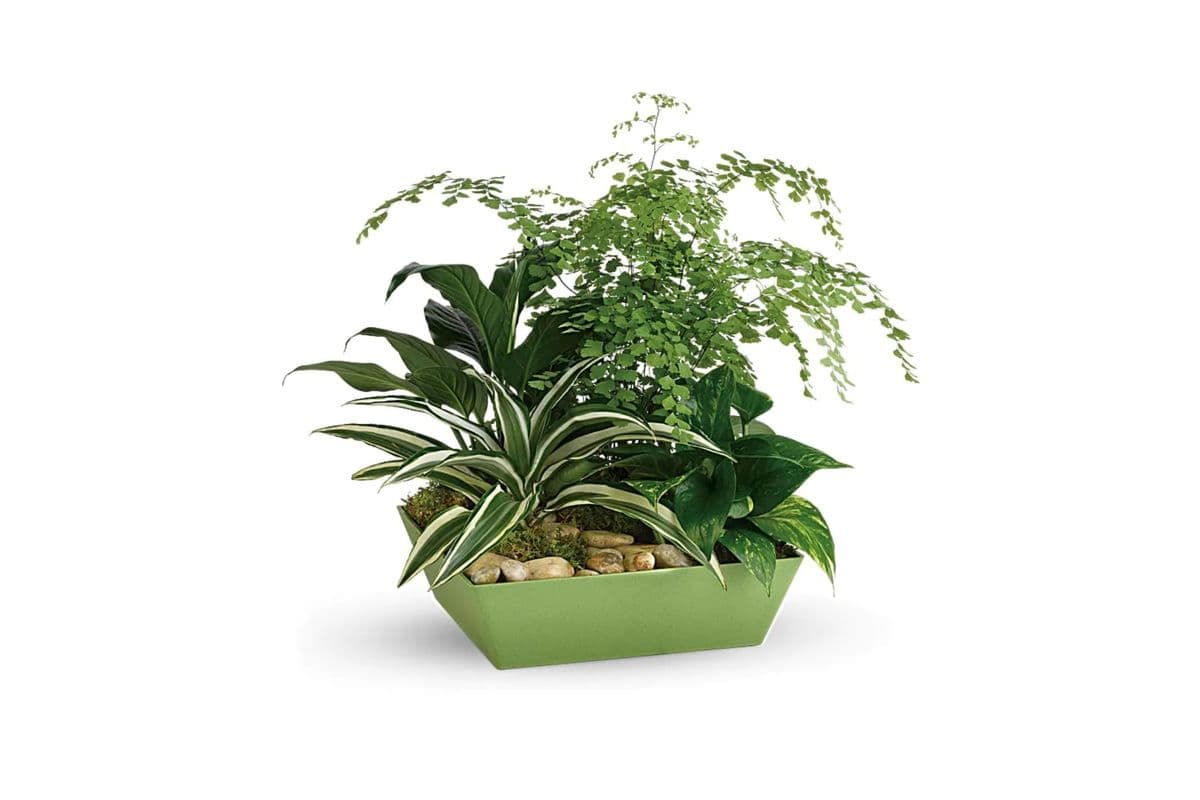 Forever Green Plant Garden
