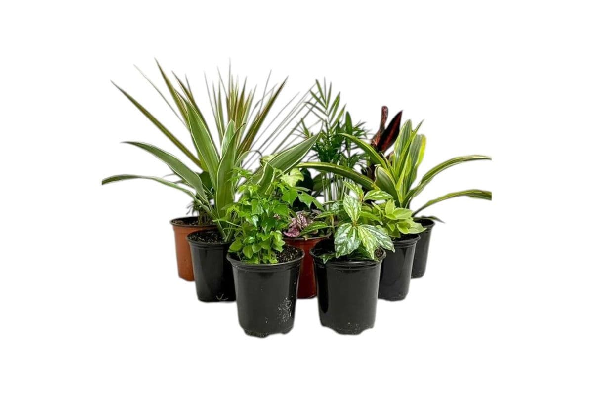 Assorted Tropical Trio - 3.5 Inch Pot
