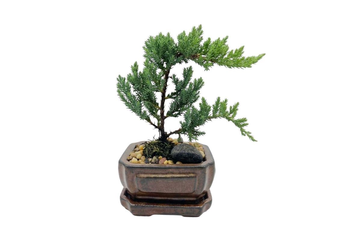 Bonsai - 4 Inch Pot