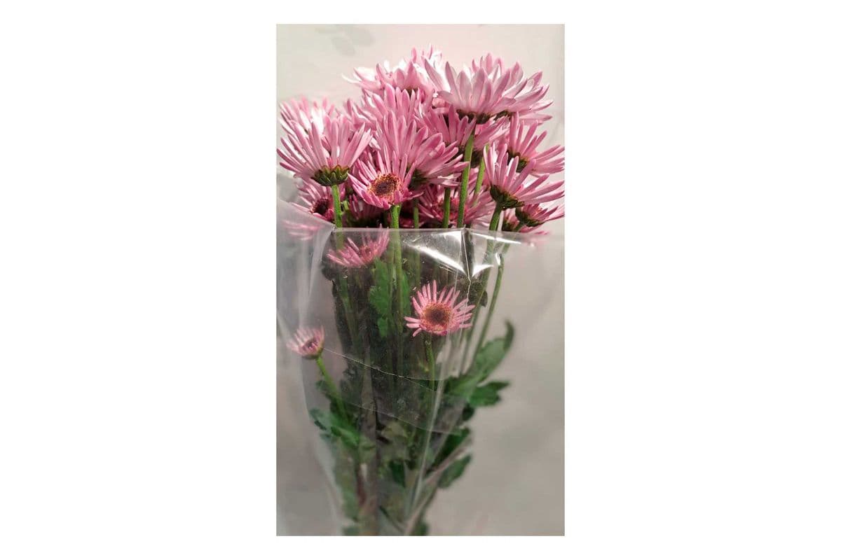 Chrysanthemum (Mums, Daisy) Pink/Red/White/Yellow