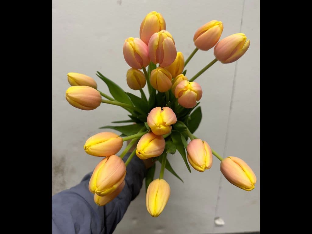Local Flowers - Tulips Yellow & Pink (10 stems)
