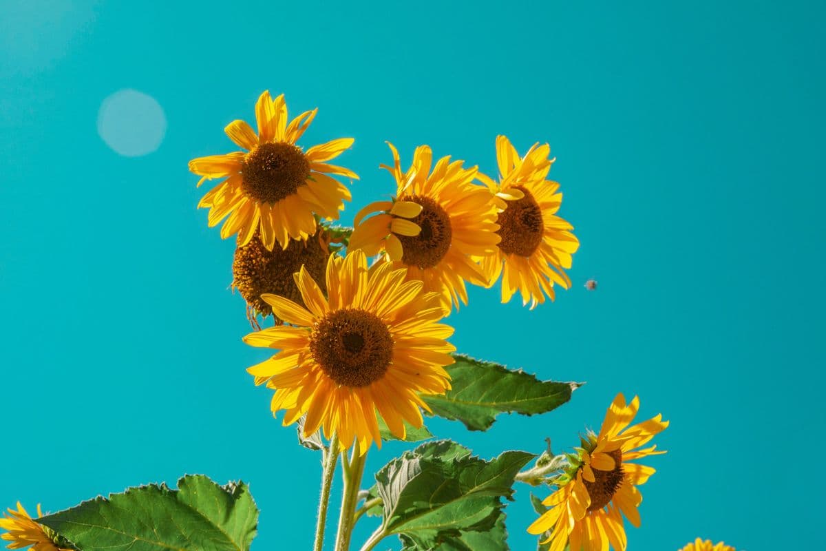 A Seasonal Bunch