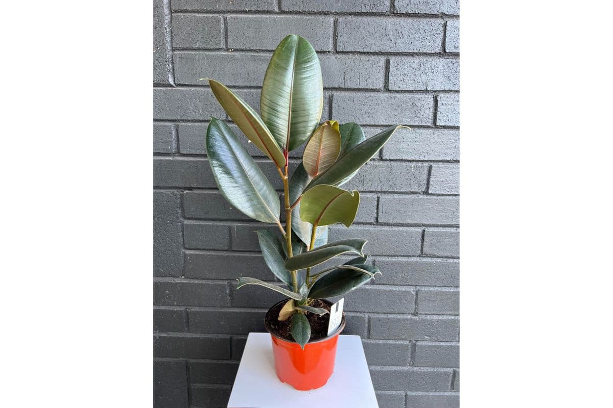 Ficus (No Pot)