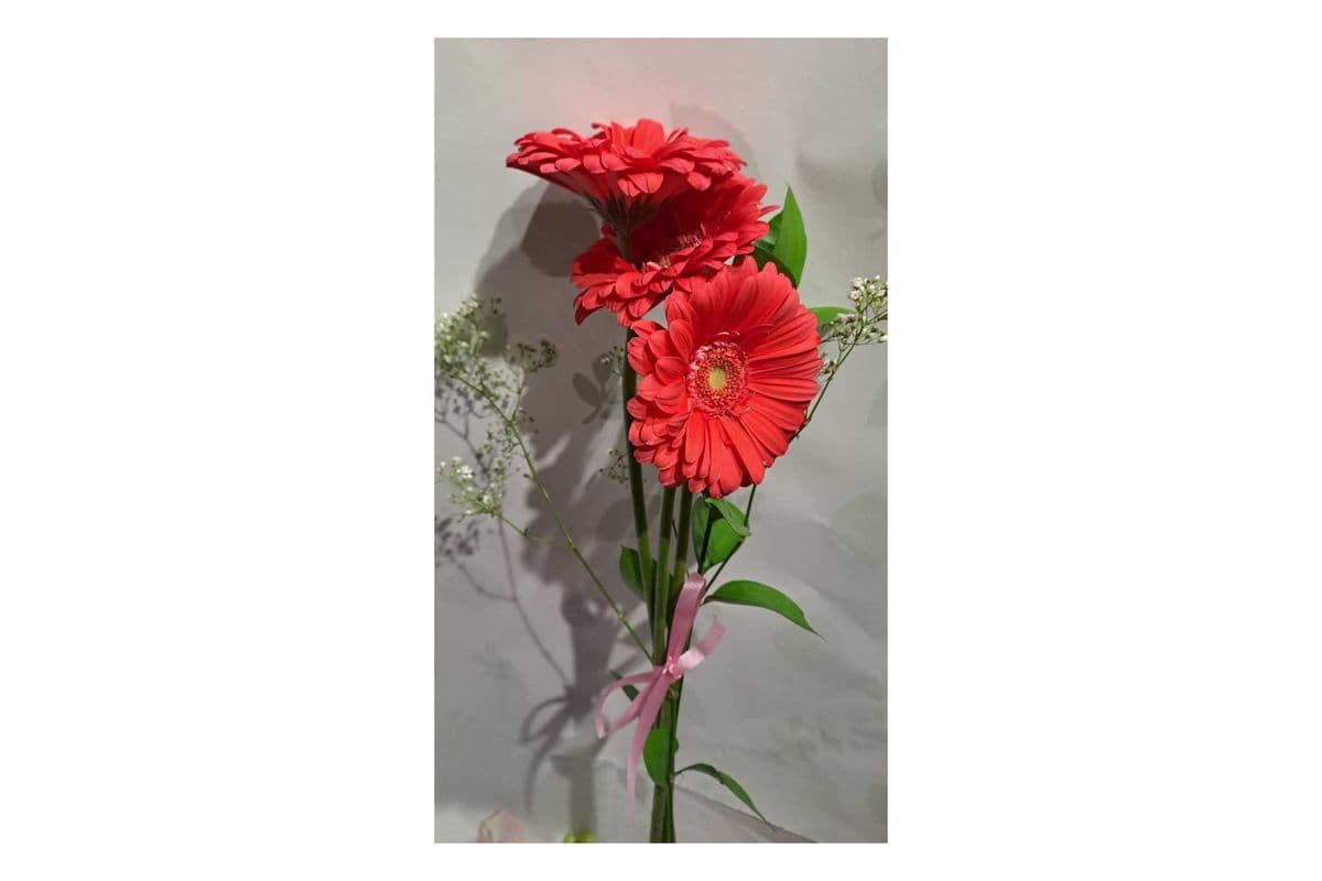 Gerbera Mixed Colours Bouquet