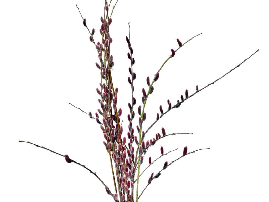 Flowers - Local Pussy willow purple bouquet 80cm (10 stems)