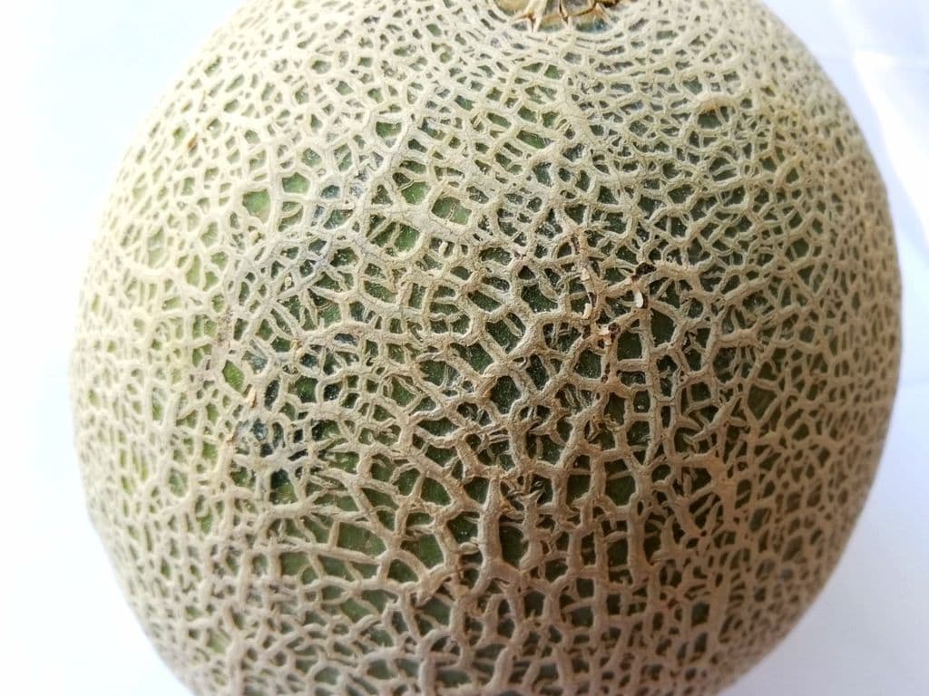 Cantaloupe Ea (Each)