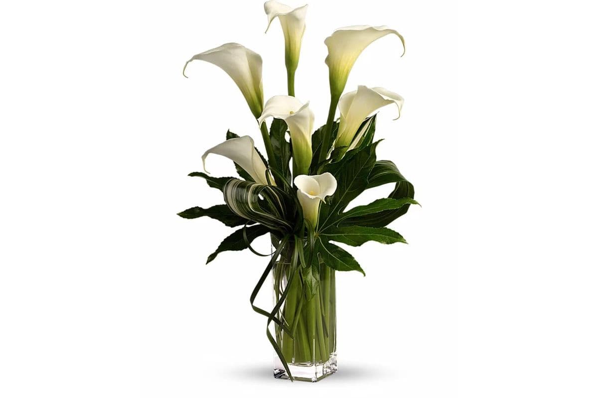 My Fair Lady by Teleflora