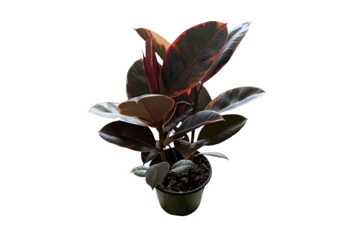 Ficus Elastica “Ruby” (Rubber Plant) - 6 Inch Pot