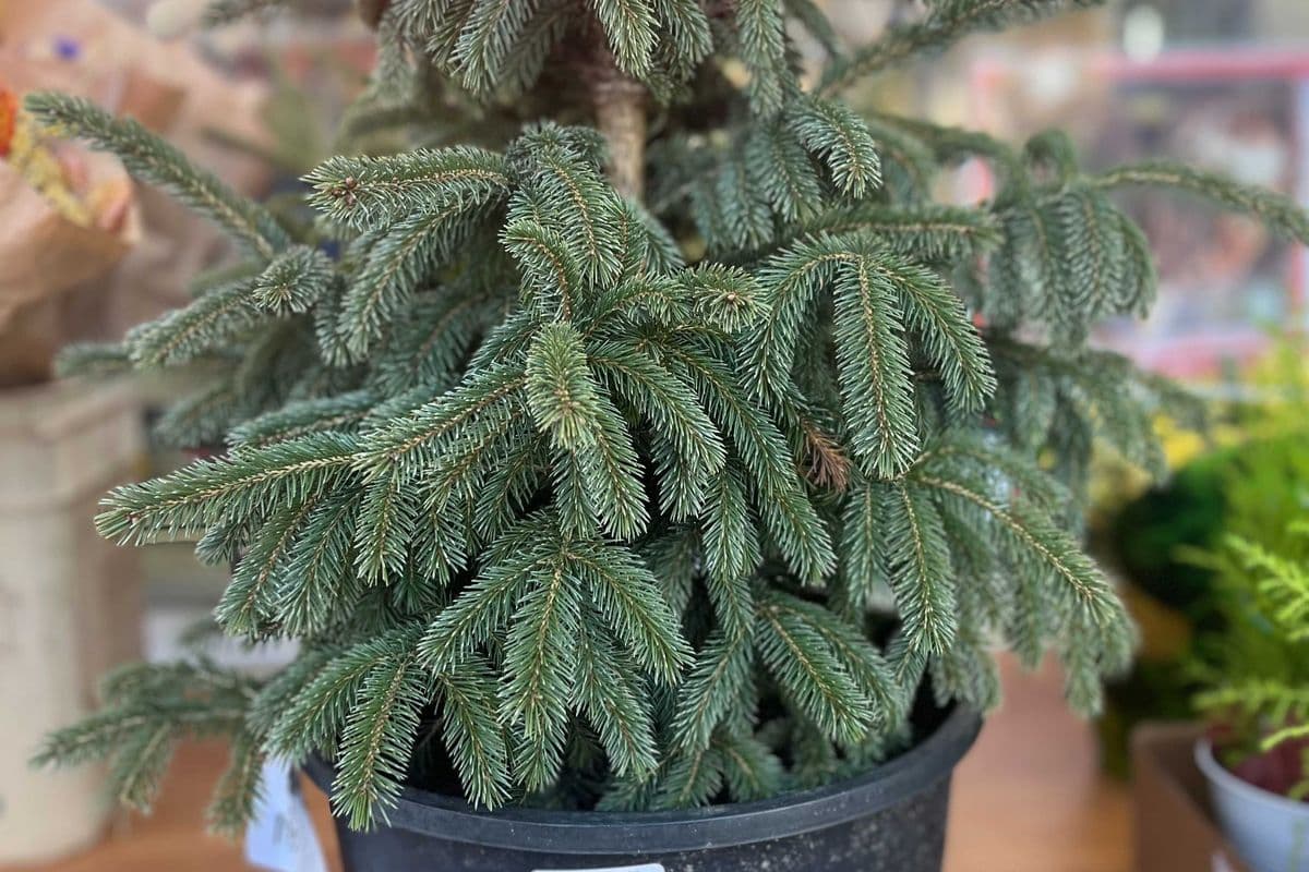 Christmas Tree 5 gal