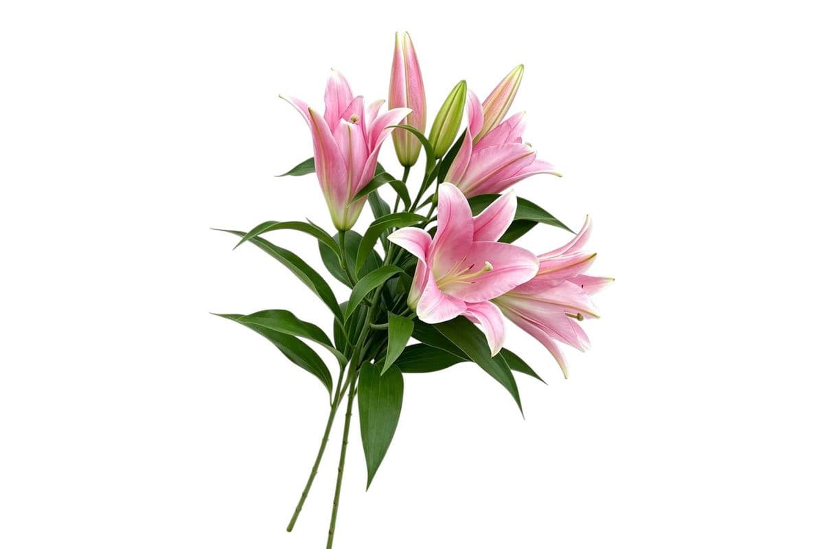 Pink Oriental Lily - 2 Stems