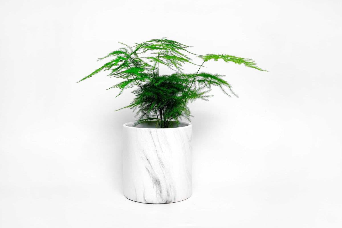 Plumosa Fern in Ceramic Planter SKU106P