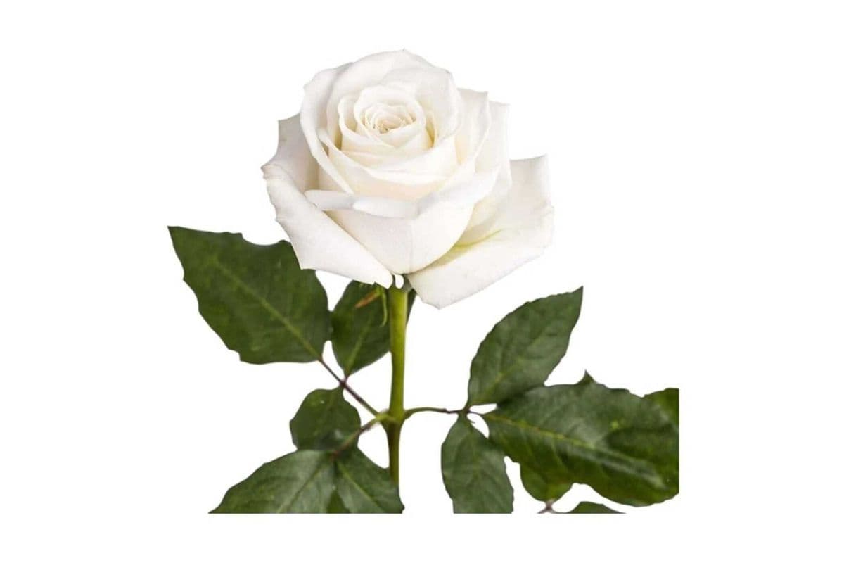 Single White Rose - 1 Stem