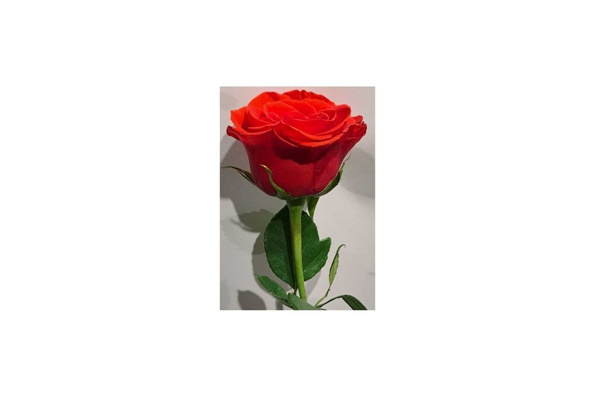 Single Red Rose