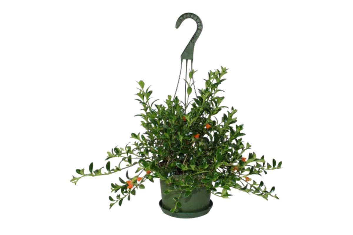 Goldfish Hanging Basket - 6 Inch Pot