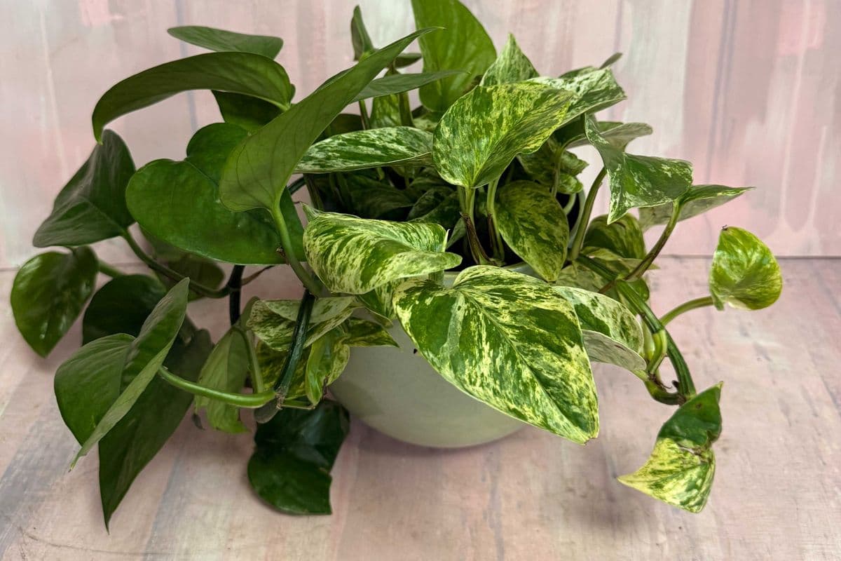 6" Marble Pothos
