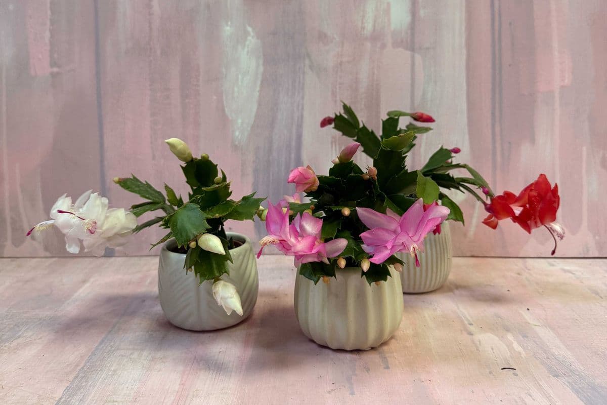 2" Christmas Cactus in Ceramic Pot