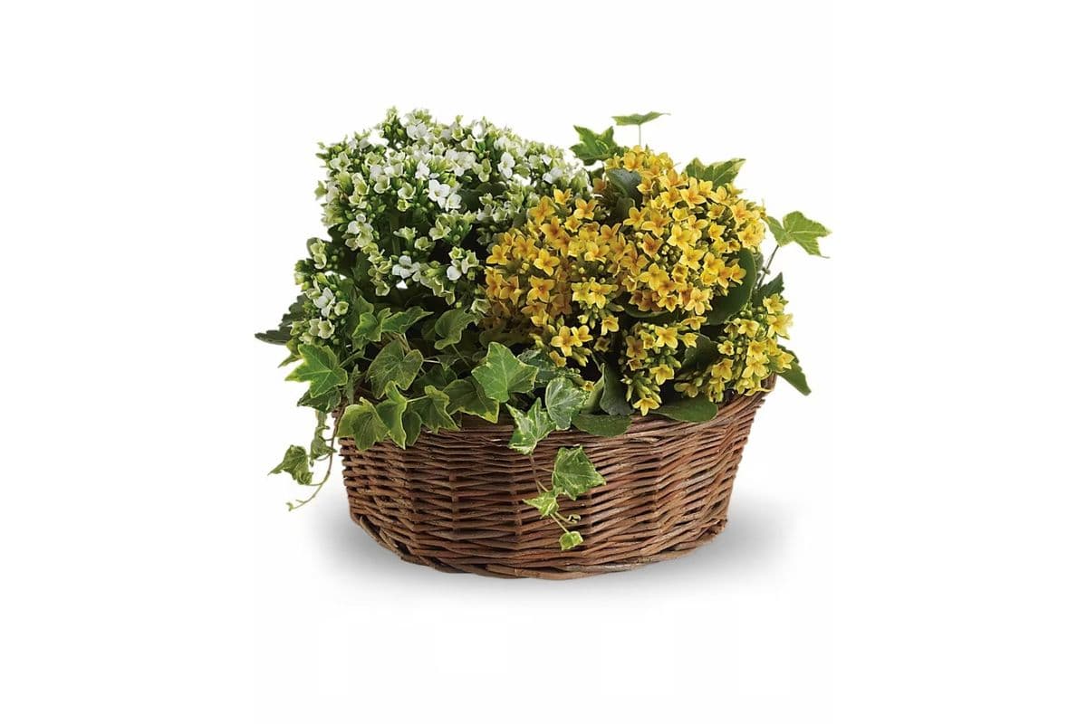 Basket of Joy