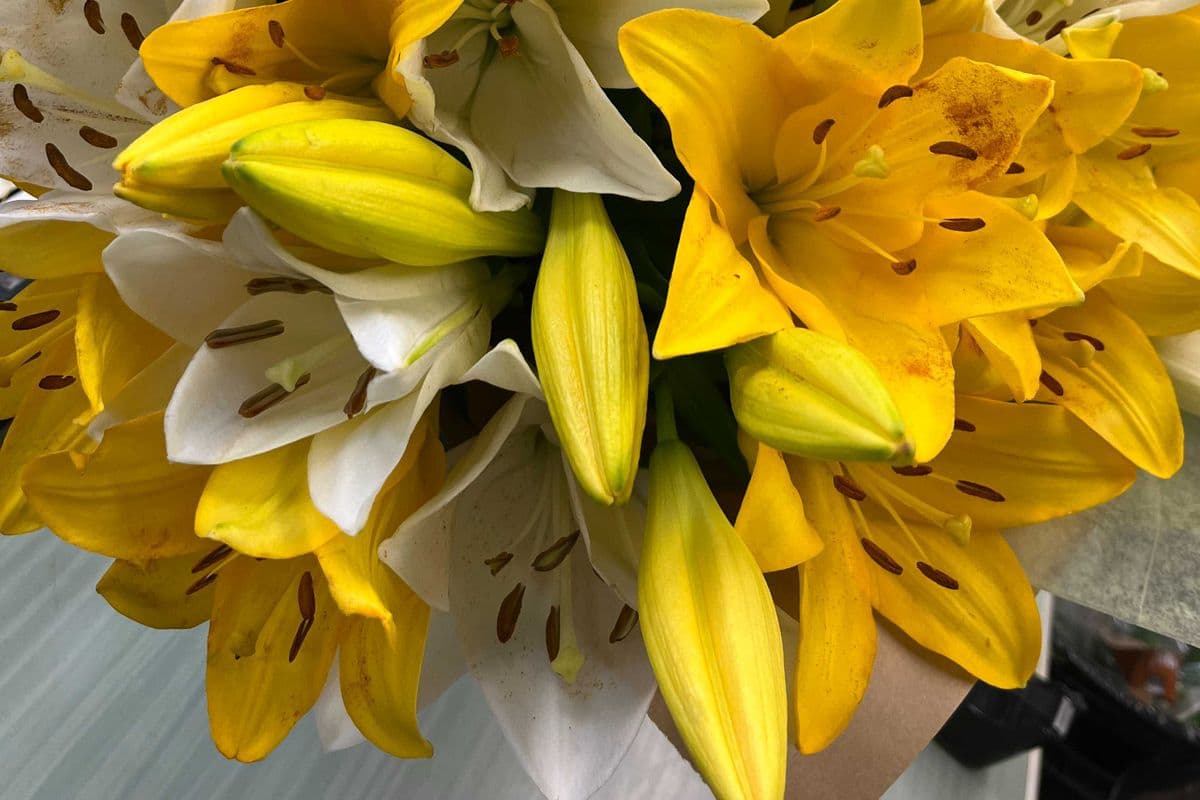 lily bouquet medium Colours may vary