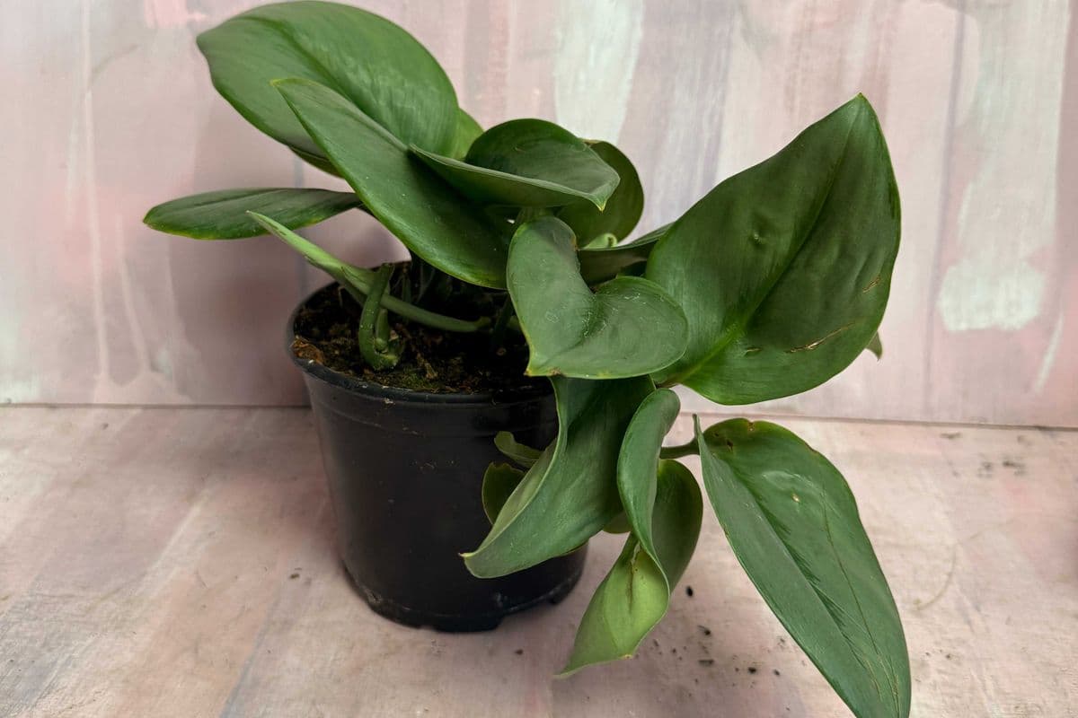 6" Scindapsus treubii moonlight