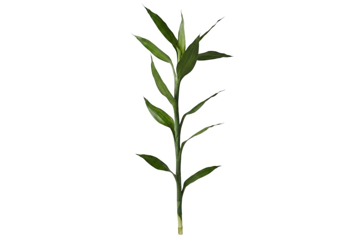 36" Lucky Bamboo Stalk - 1 Stem