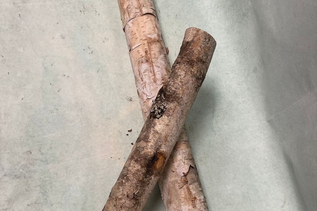Birch Beauty (Birch Log)