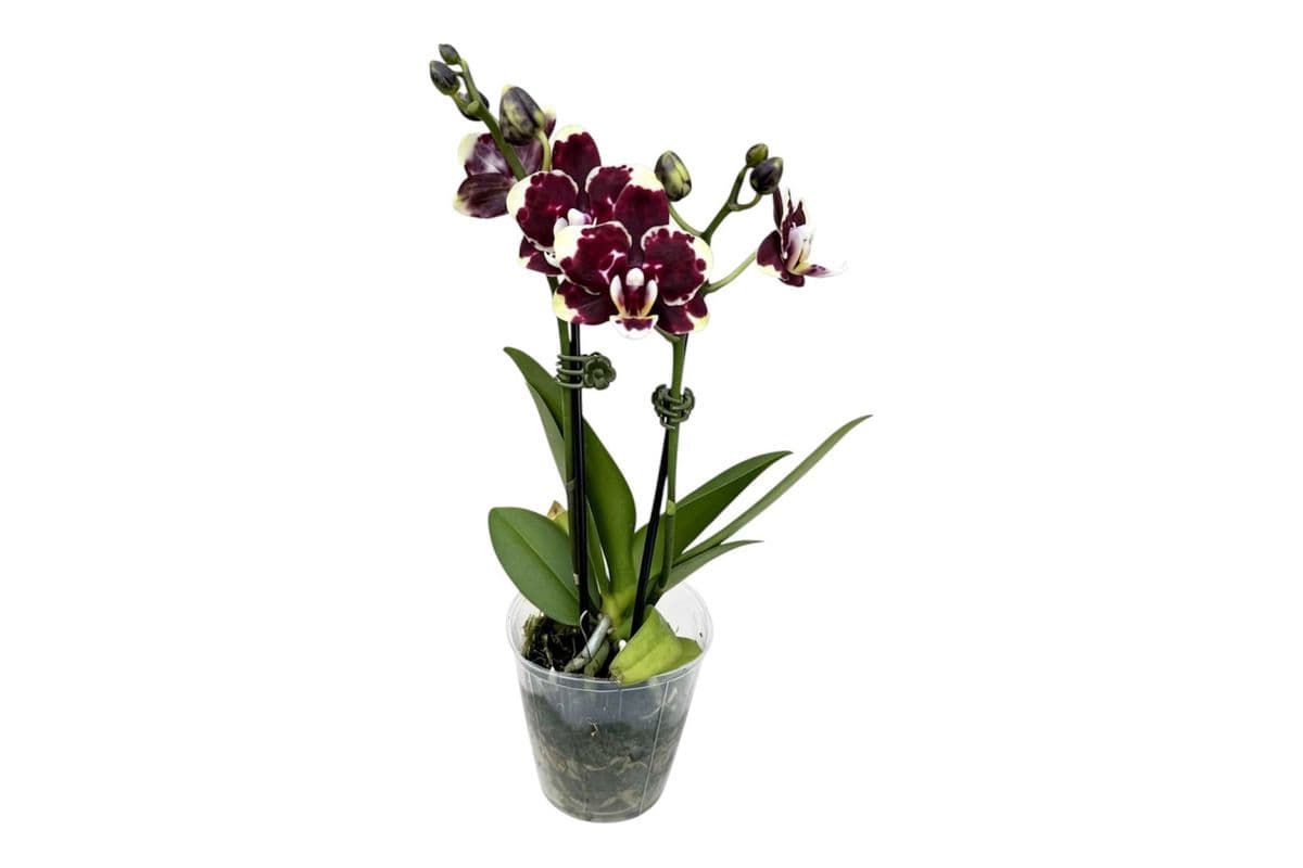 Dark Purple Double Stem Mini Orchid - 3.5 Inch Pot