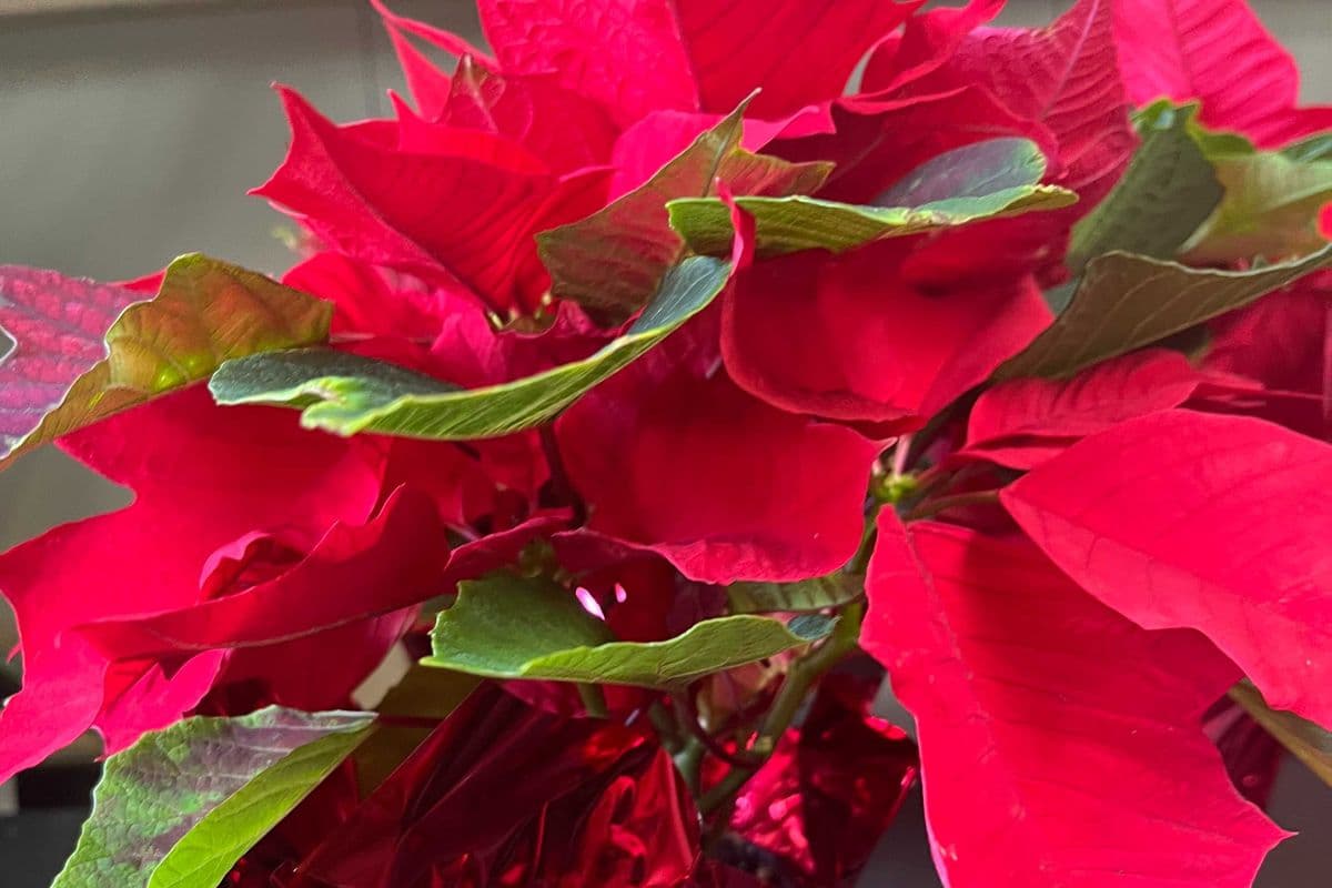 Poinsettia Pinched Red 4"