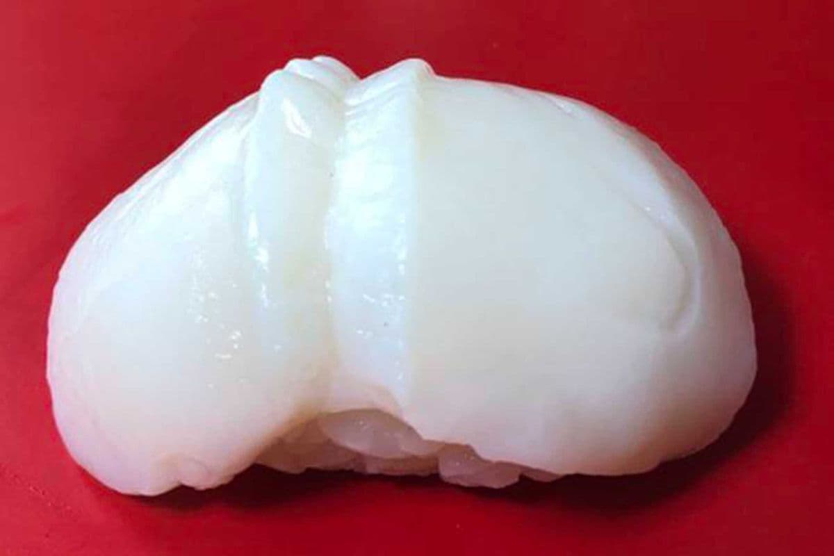 8. Nigiri Hotategai / Hotategai Nigiri