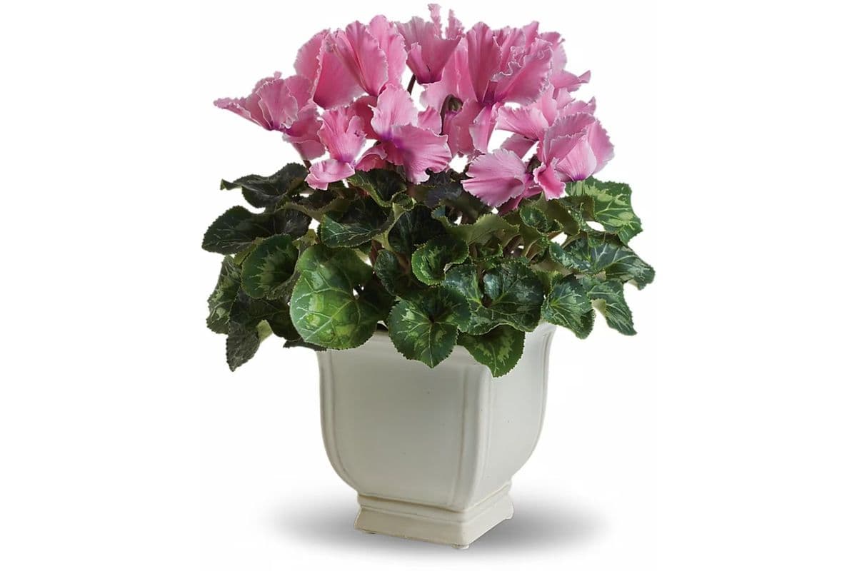Sunny Cyclamen