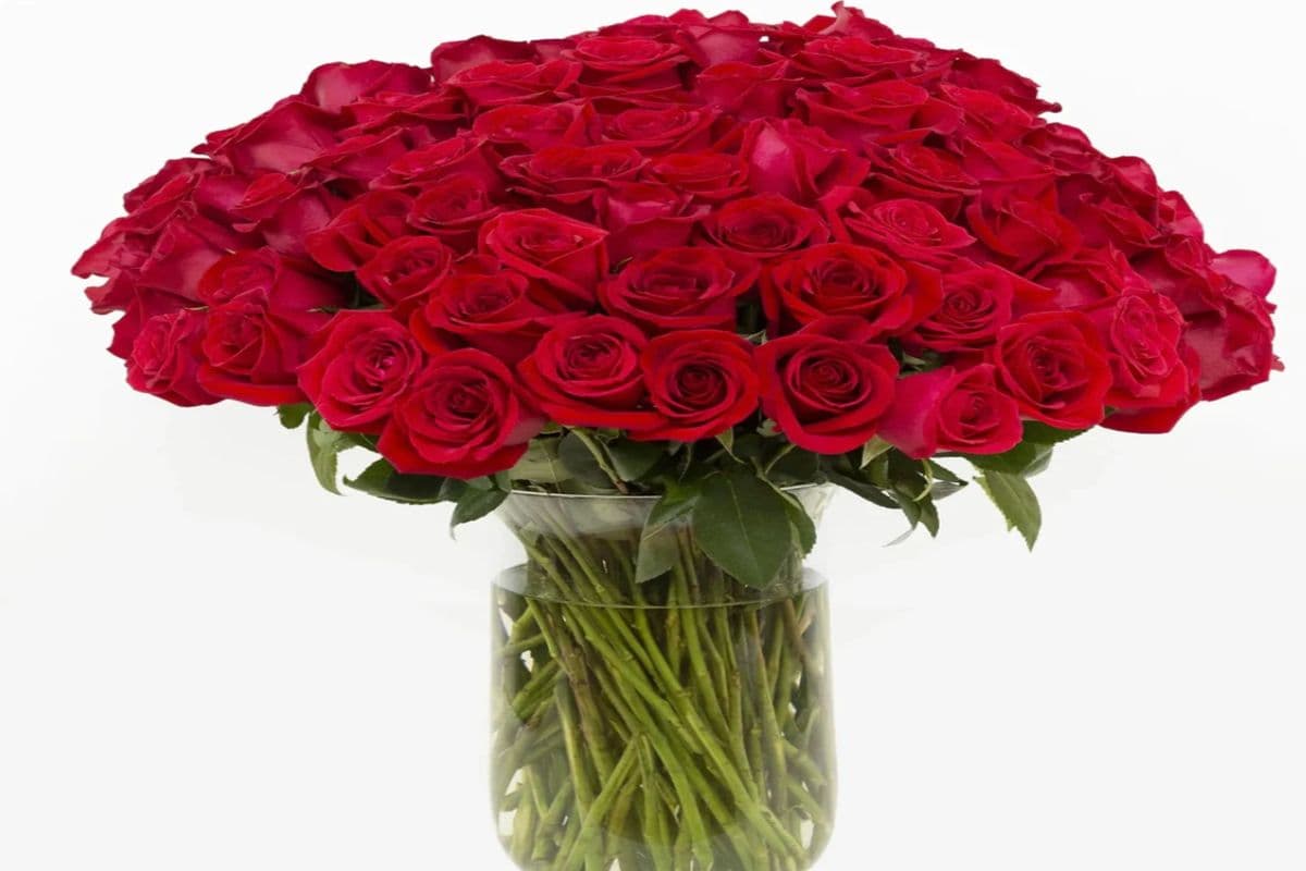 100 Roses