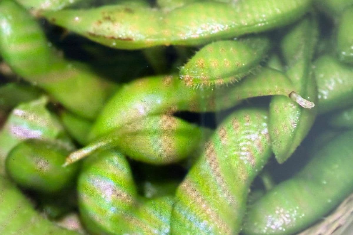 5. Edamame