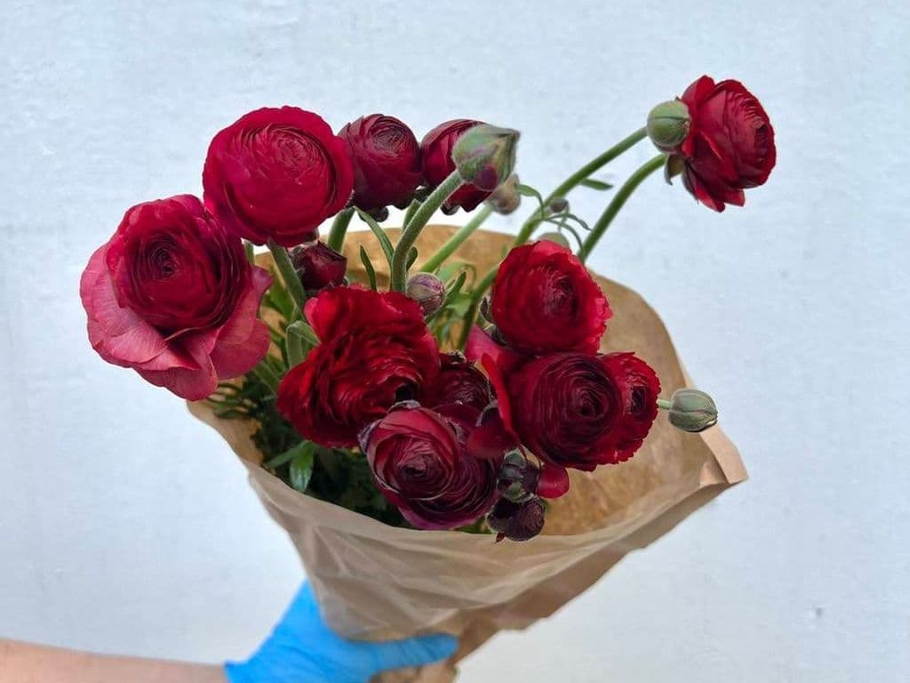 Local Flowers - Ranunculus Red (10 Stems)