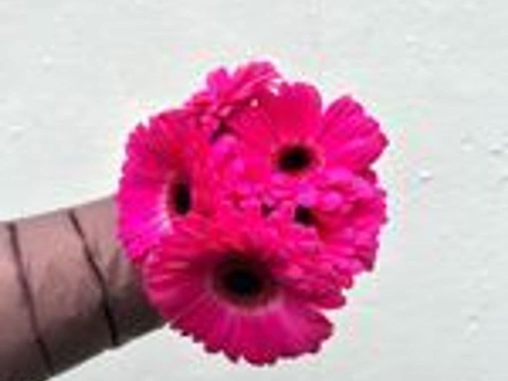 Flowers - Local Gerbera pink color bouquet (5 stems)