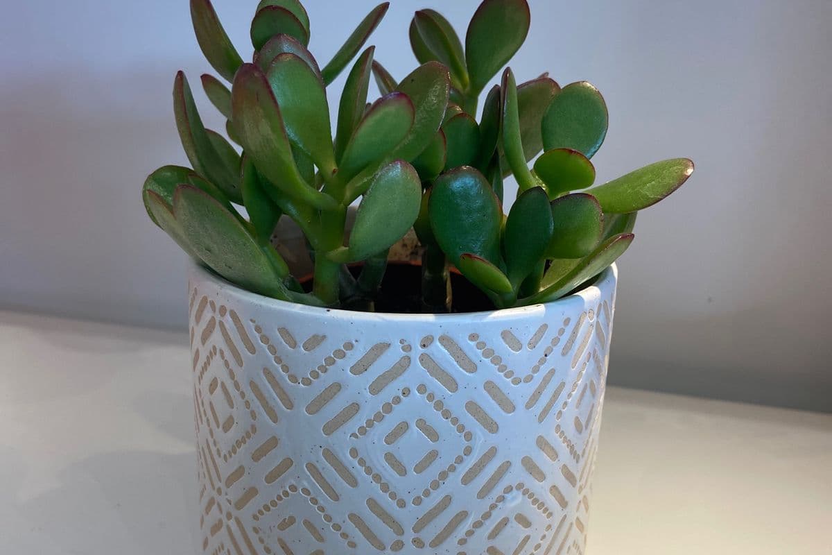 4" Jade plant in Ceramic Pot (4" Pot Diameter)