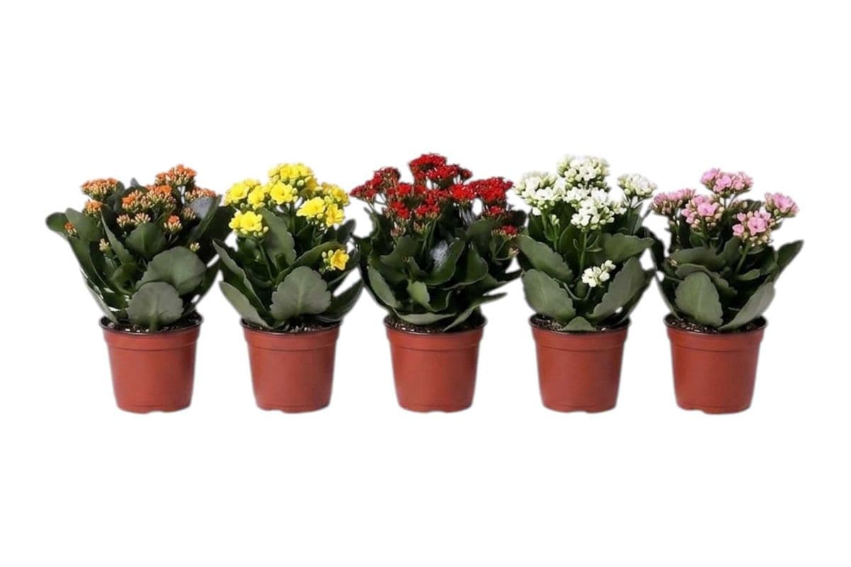 Kalanchoe - 6 Inch Pot