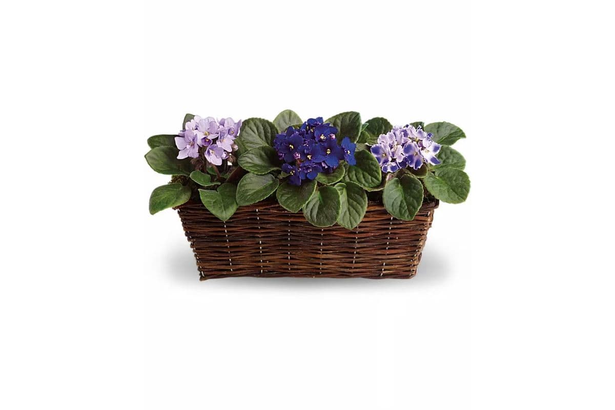 Sweet Violet Trio