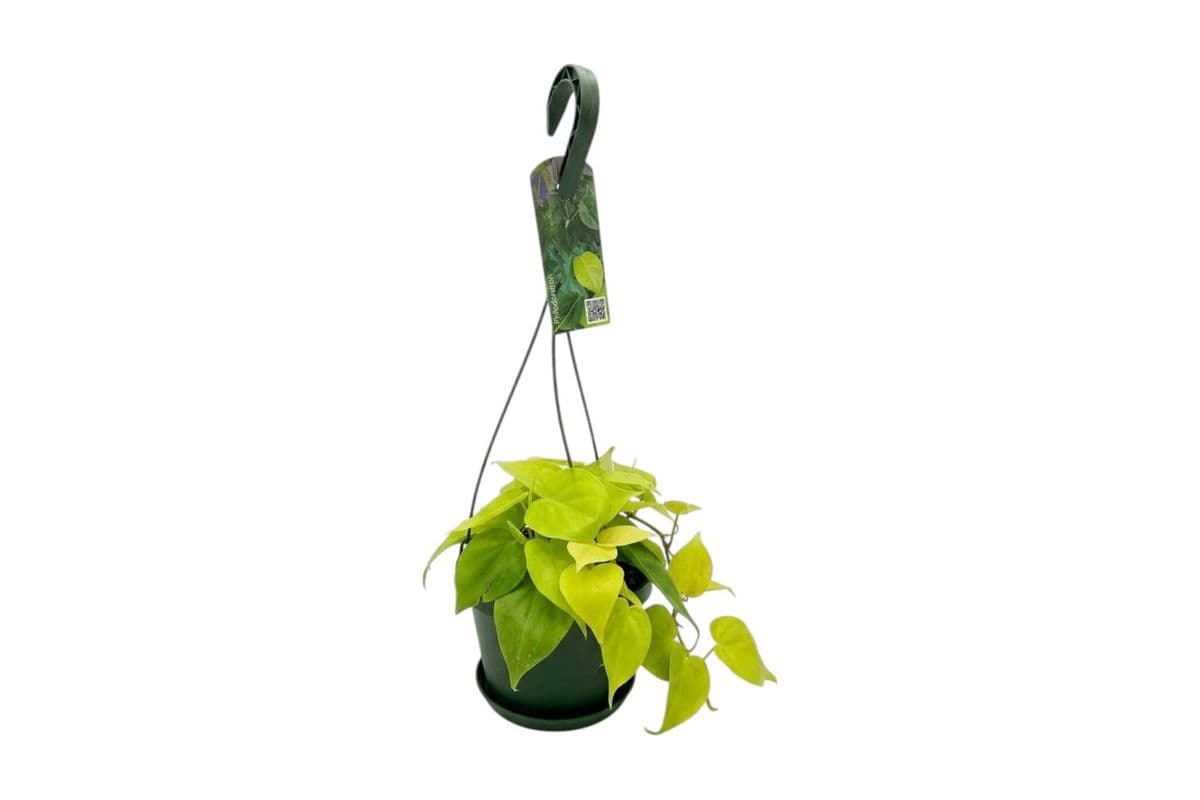 Lime Philodendron Hanging Basket